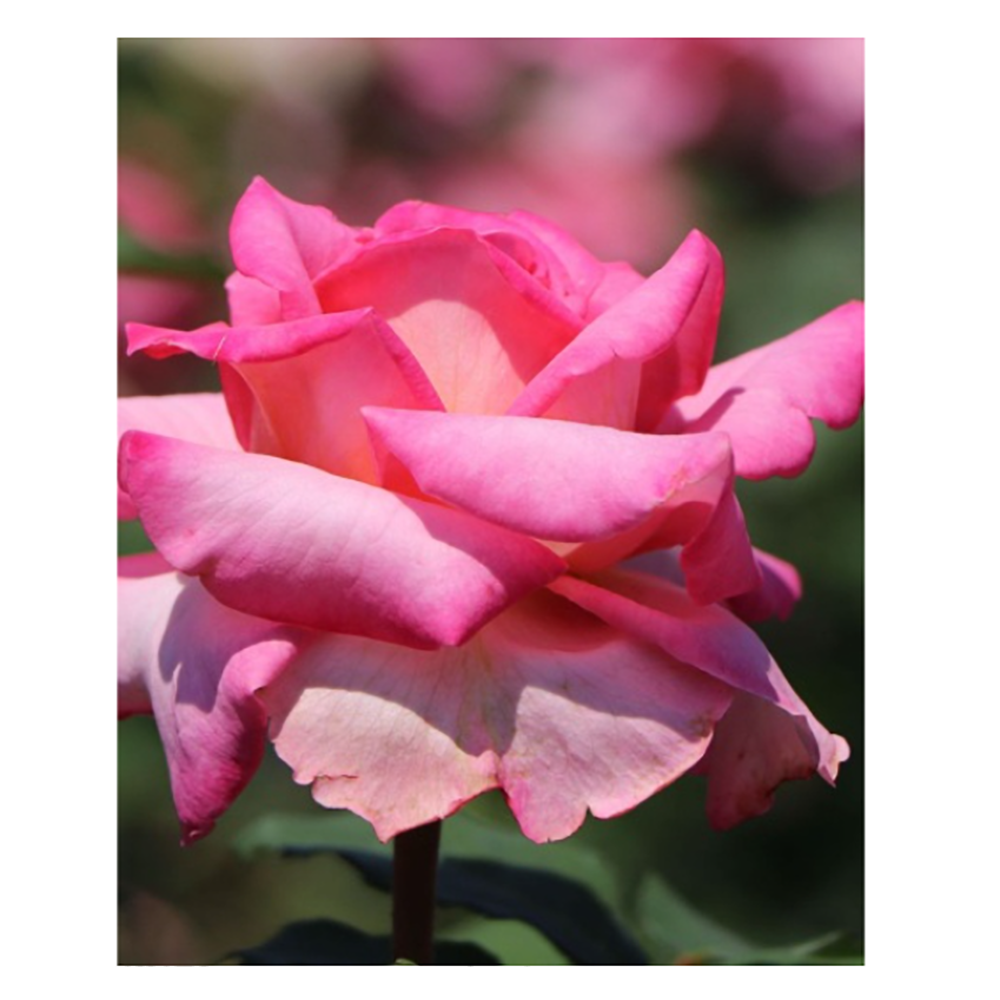 Роза Тантау Эшли чайно-гибридная 1шт 