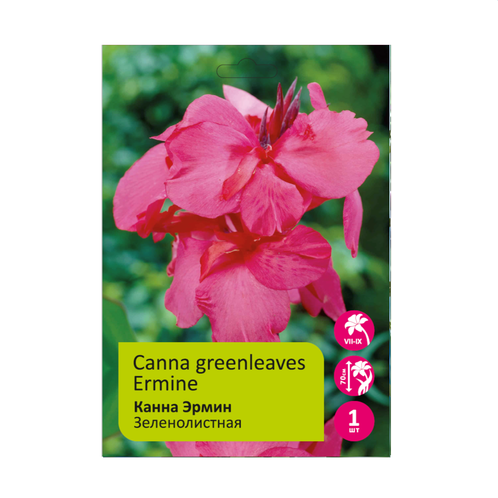 Канна Эрмин 1шт /Canna Ermine