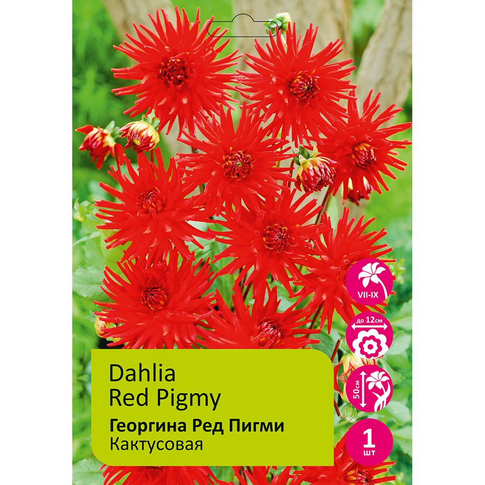 Георгина Ред Пигми 1шт/Dahlia Red Pygmy