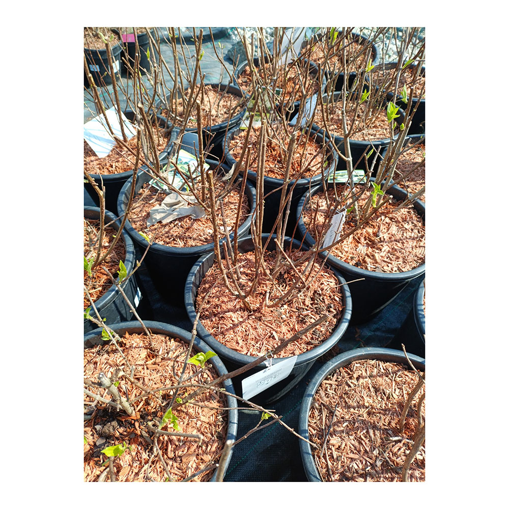 Гортензия метельчатая Скайфолл Френне С16 1шт/Hydrangea paniculata SKYFALL Frenne