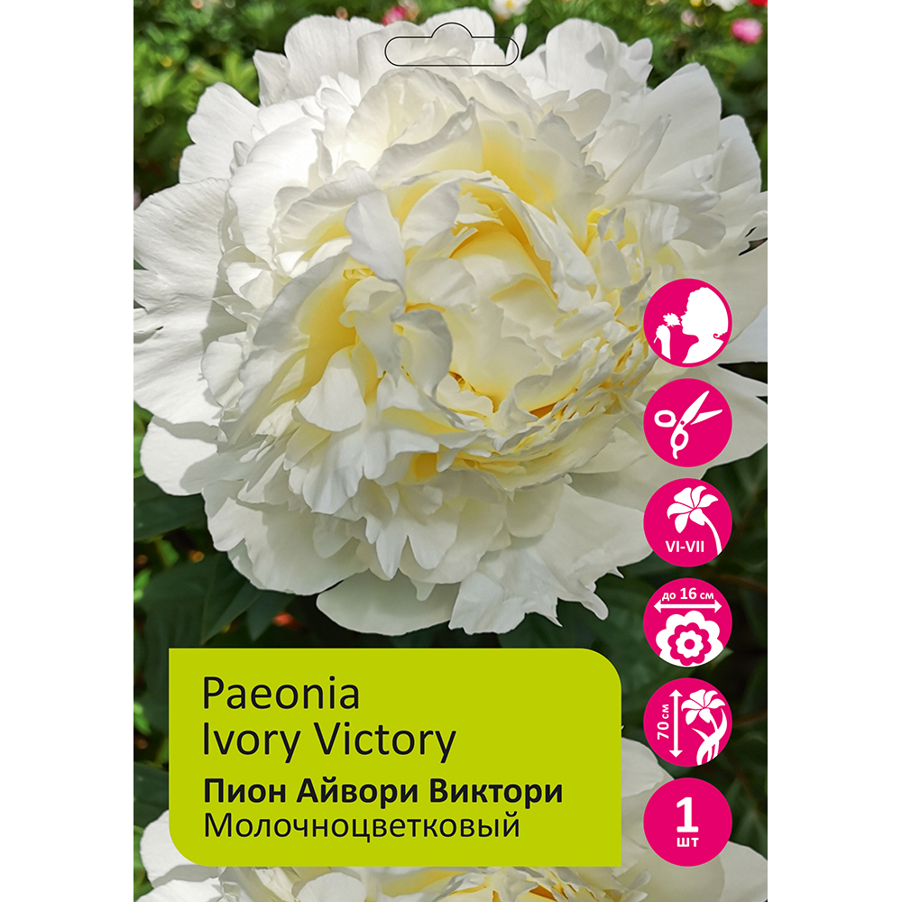 Пион Молочноцветковый Айвори Виктори 1шт /Paeonia Ivory Victory