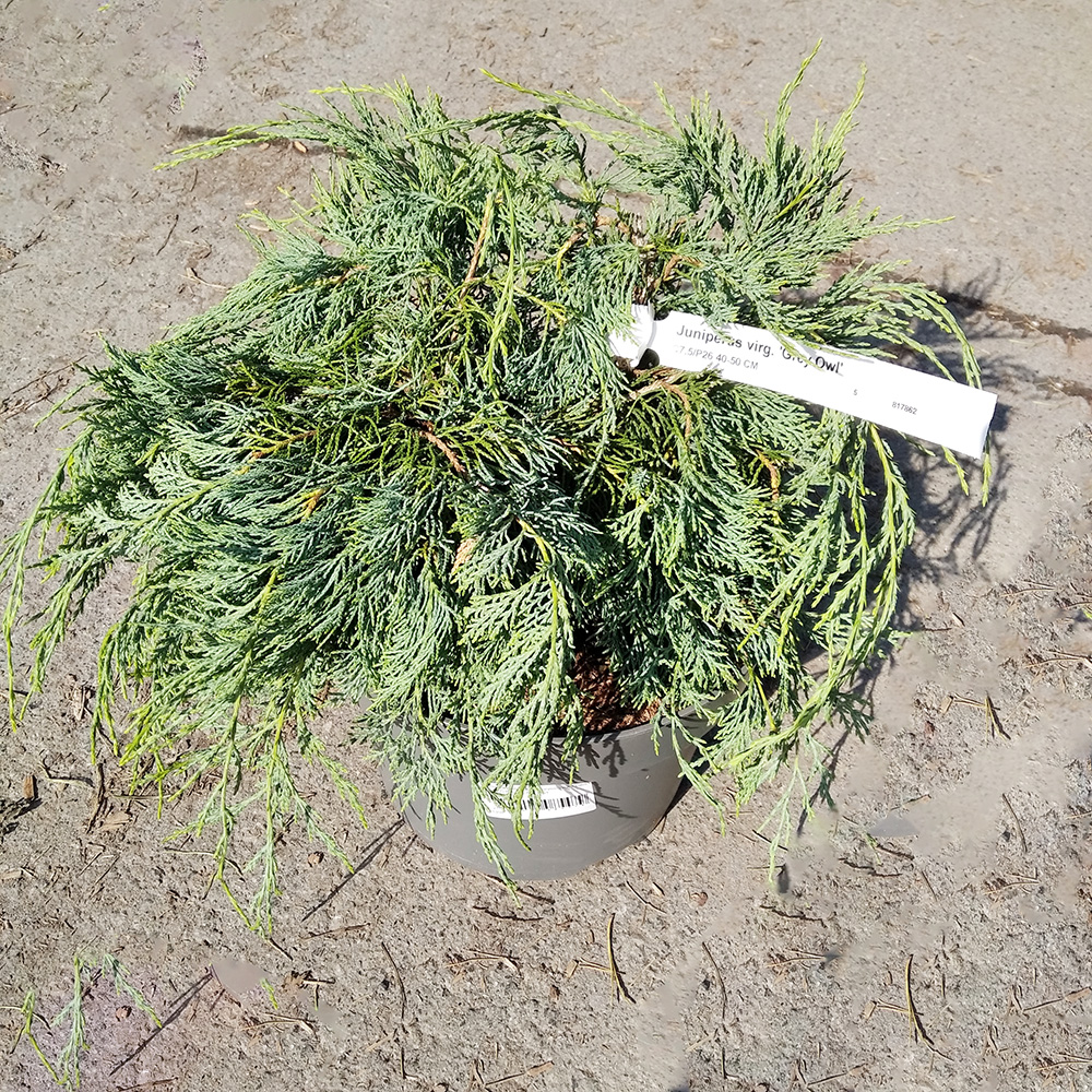 Можжевельник виргинский Грей Оул в горшке 7,5л (высота 40-50см) 1шт/ Juniperus virginiana Grey Owl