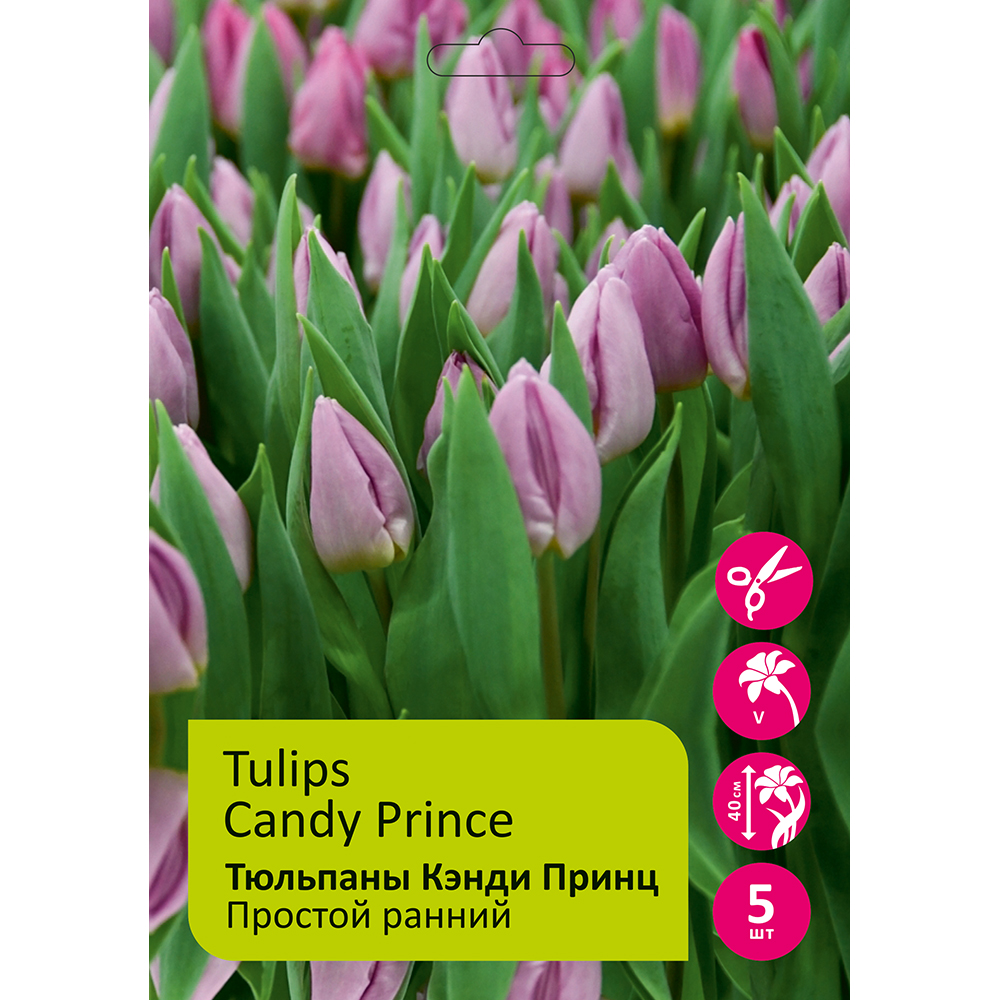 Тюльпаны Кэнди Принц 5шт Простой ранний 12/+/Tulip Candy Prince