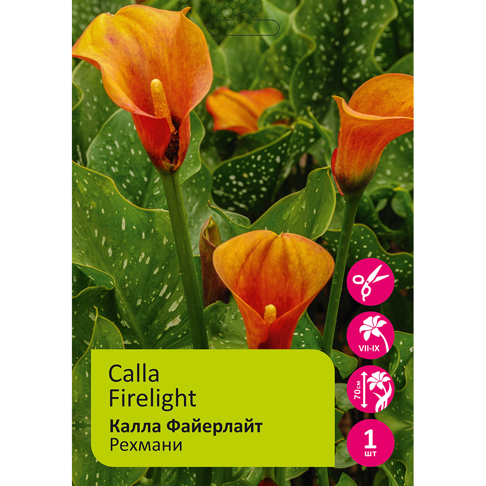 Калла Файерлайт рехмани 1шт 12/14/Calla Firelights