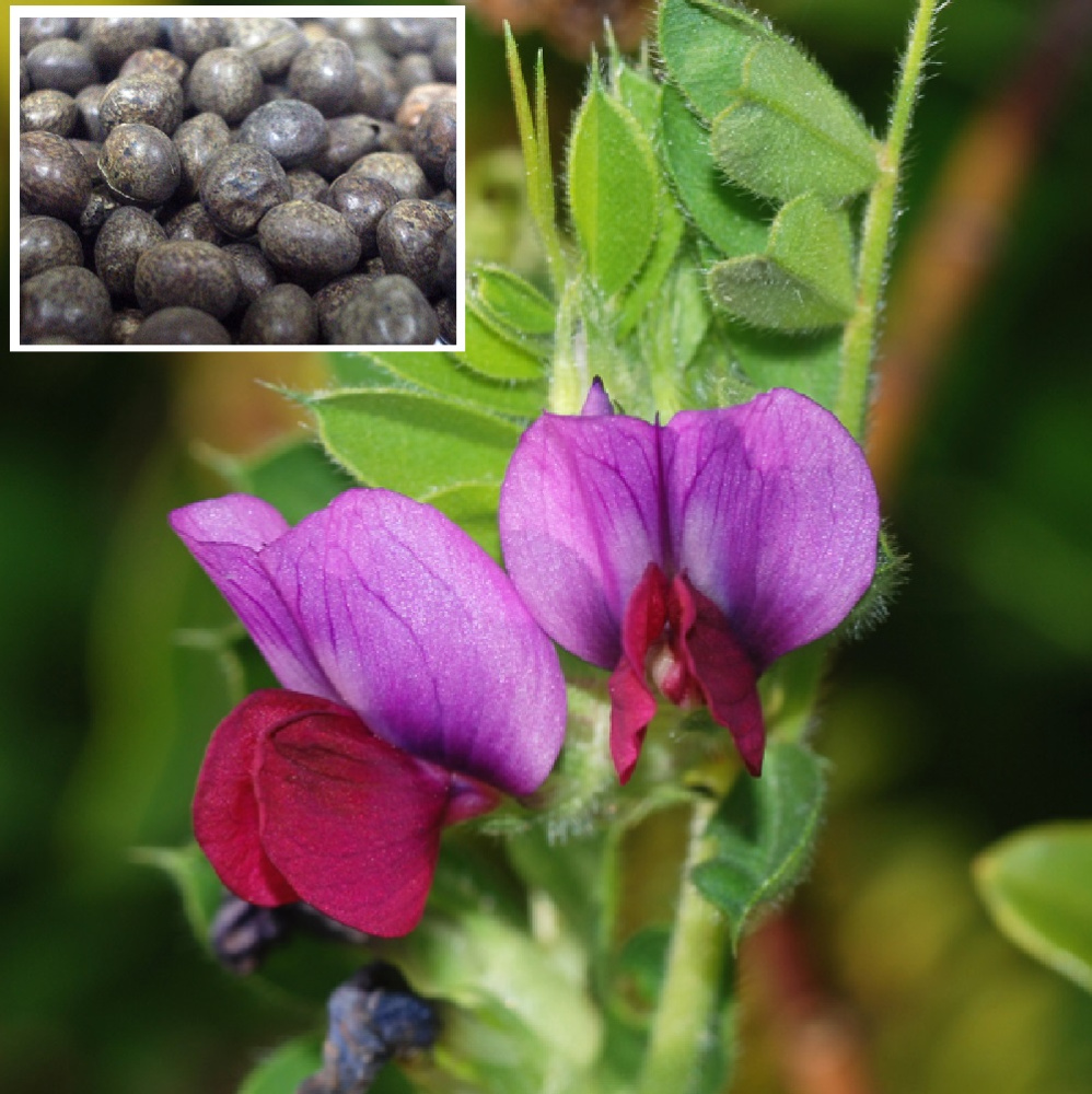 Вика яровая 1кг(Грин Дир) /1/25