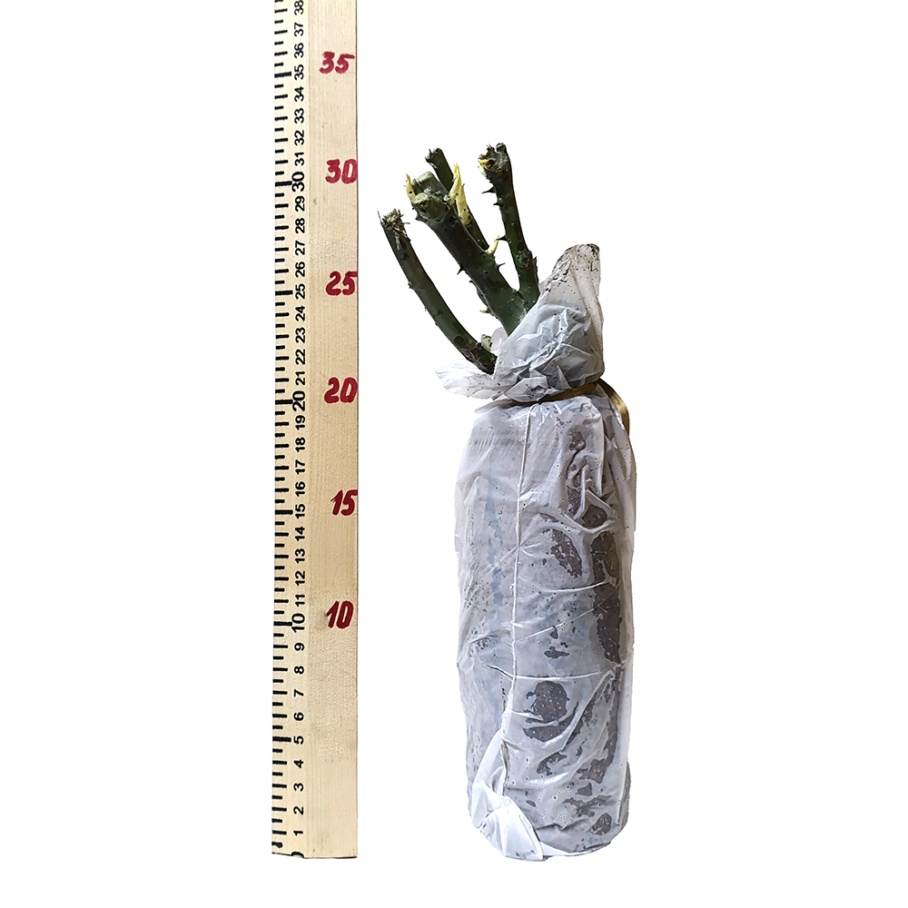 Роза Карен Бликсен чайно-гибридная 1шт /Karen Blixen /20