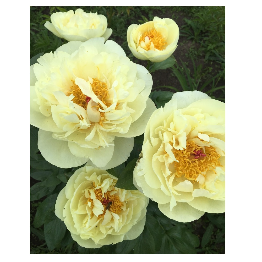 Пион молочноцветковый Лемон Шиффон 1шт 2/3 /Lemon Chiffon (Ning meng xue fang/Нин Мэн Сюэ Фан)