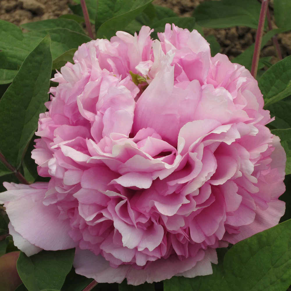 Пион древовидный Розовая корона 1шт/Paeonia Fen Guan Xiu Qiu (Фэнь Гуань Сю Цю)