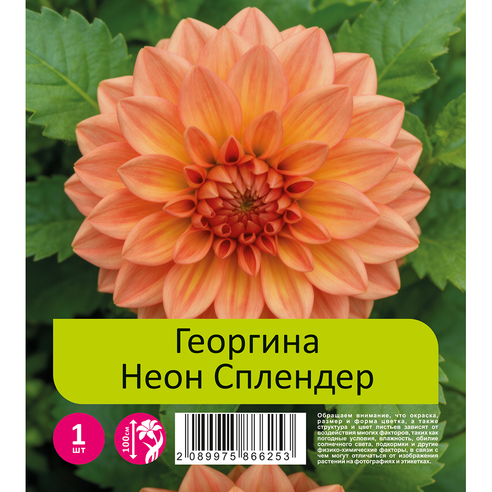 Георгина Неон Сплендер 1шт/Dahlia Neon Splendor