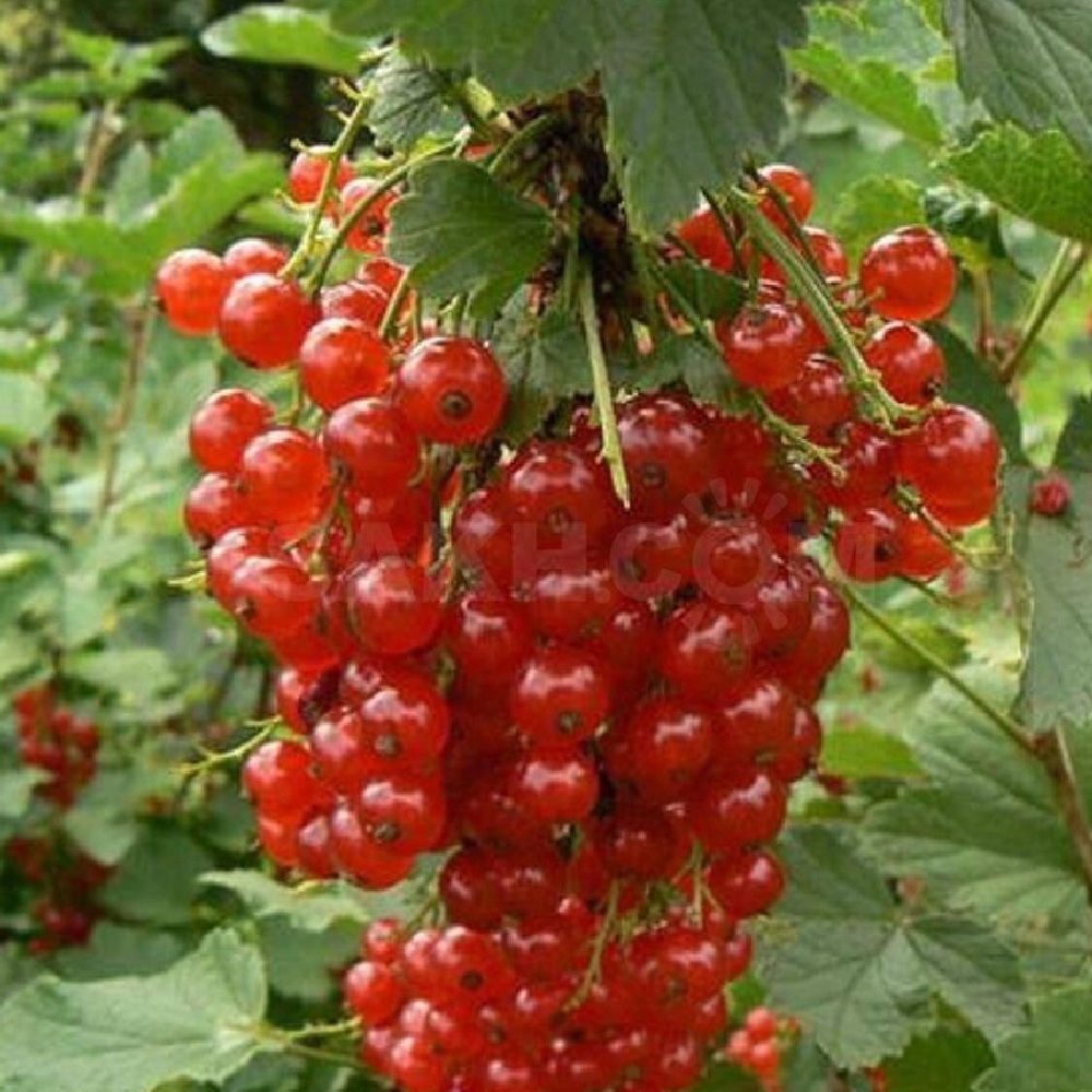 Смородина красная Джонкер Ван Тетс Н20-40 см в горшке 3 л  1шт