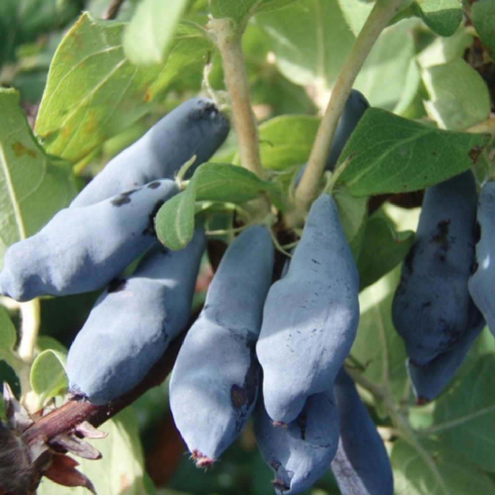 Жимолость Нимфа ЗКС 2-2,7 л 