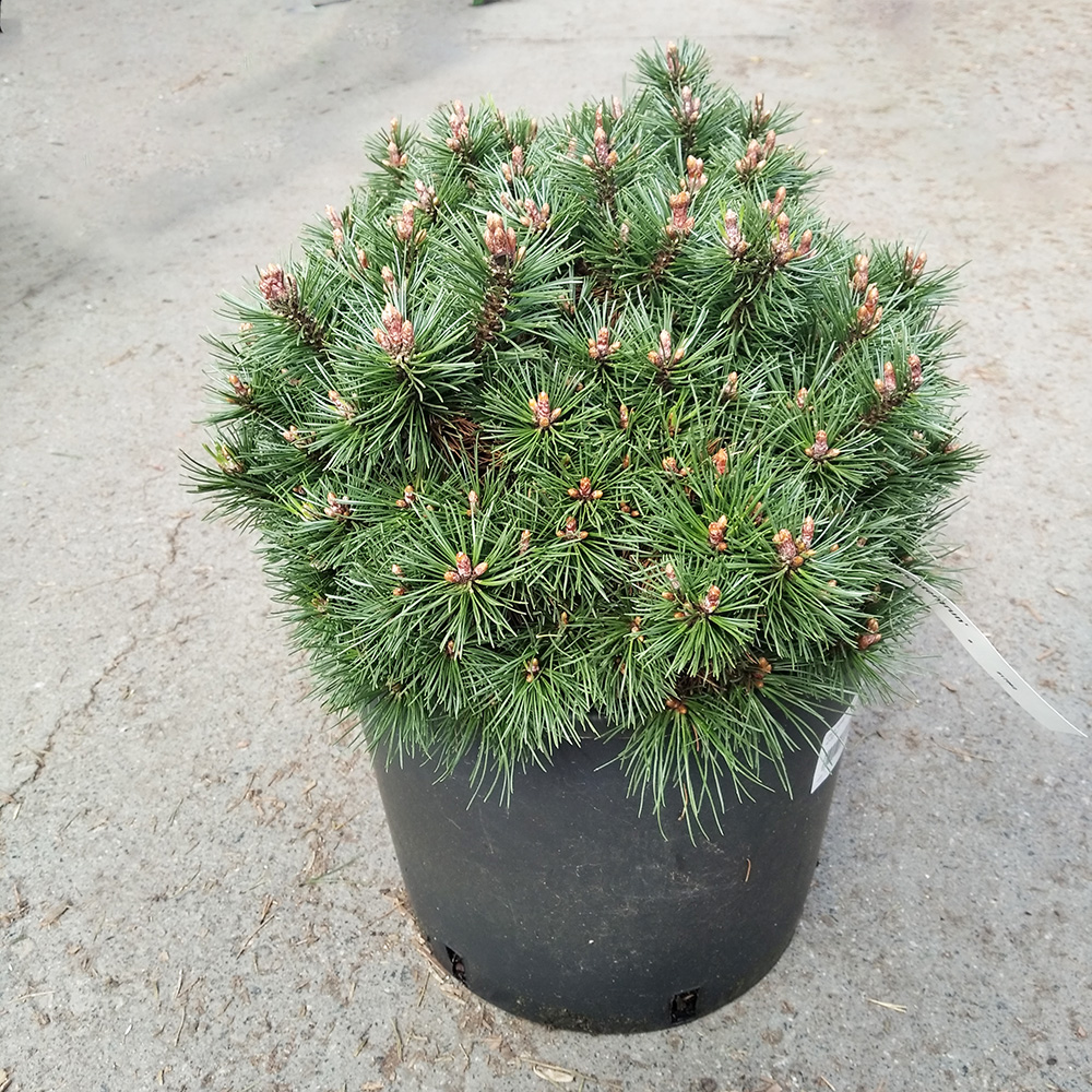 Сосна горная Клостергюн С15 (высота 40-50см) 1шт/Pinus mugo Klostergrun