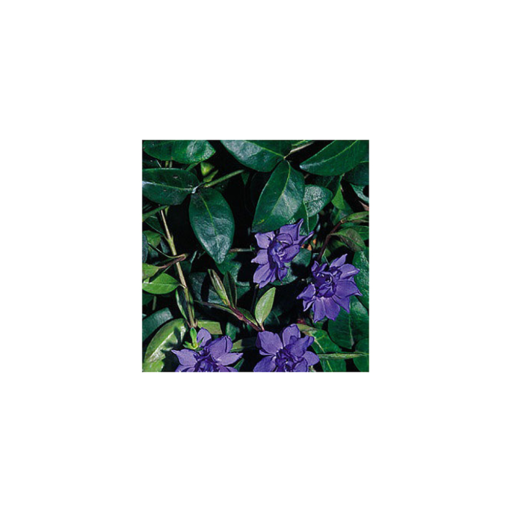 Барвинок малый Плена Р9 1шт /Vinca minor Plena