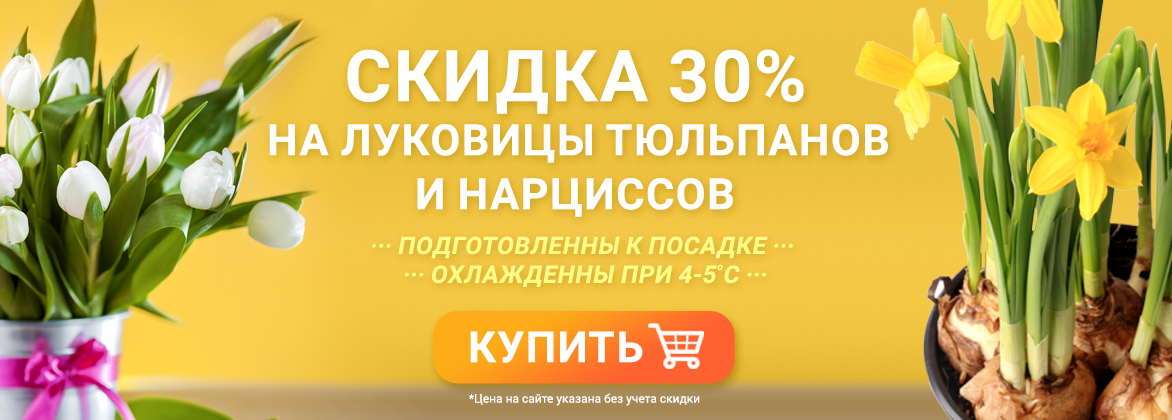 Скидка 30% на луковичные тюльпанов и нарциссов
