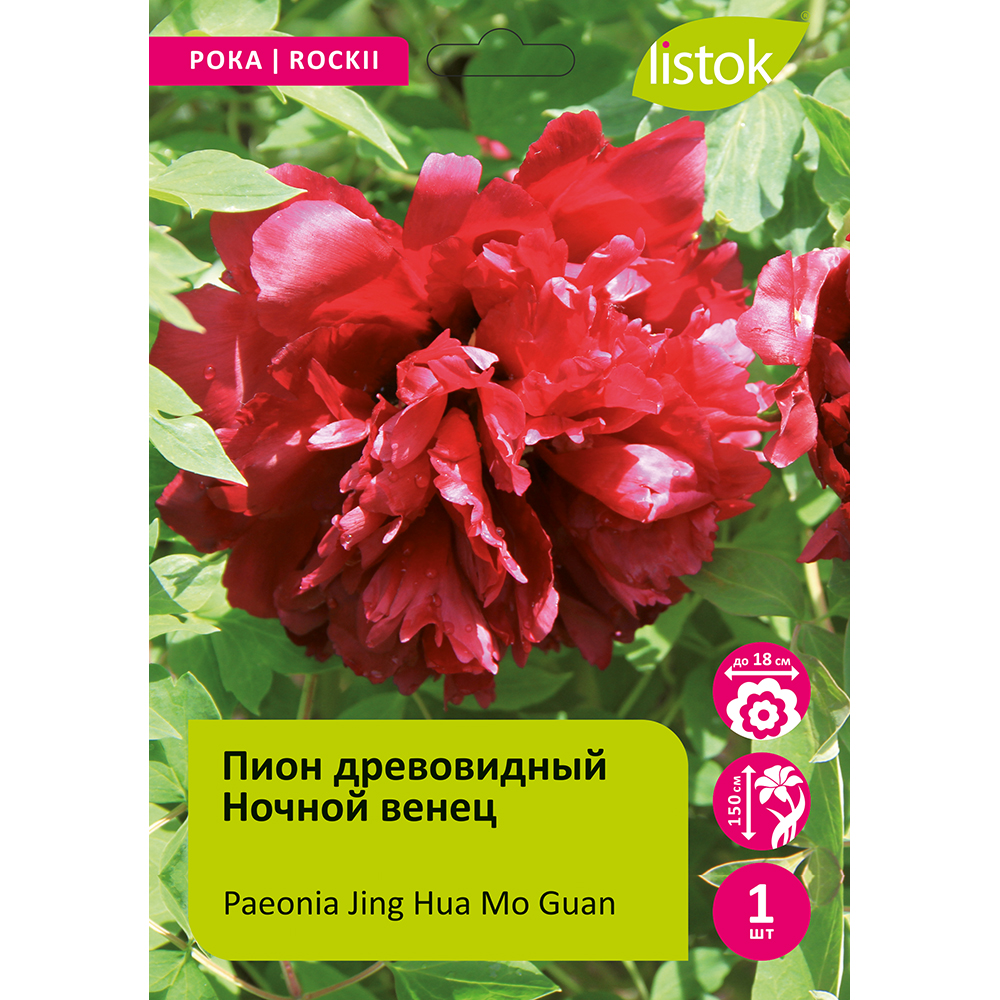 Пион древовидный Ночной венец 1шт/Paeonia Jing Hua Mo Guan (Цзин Хуа Мо Гуань)