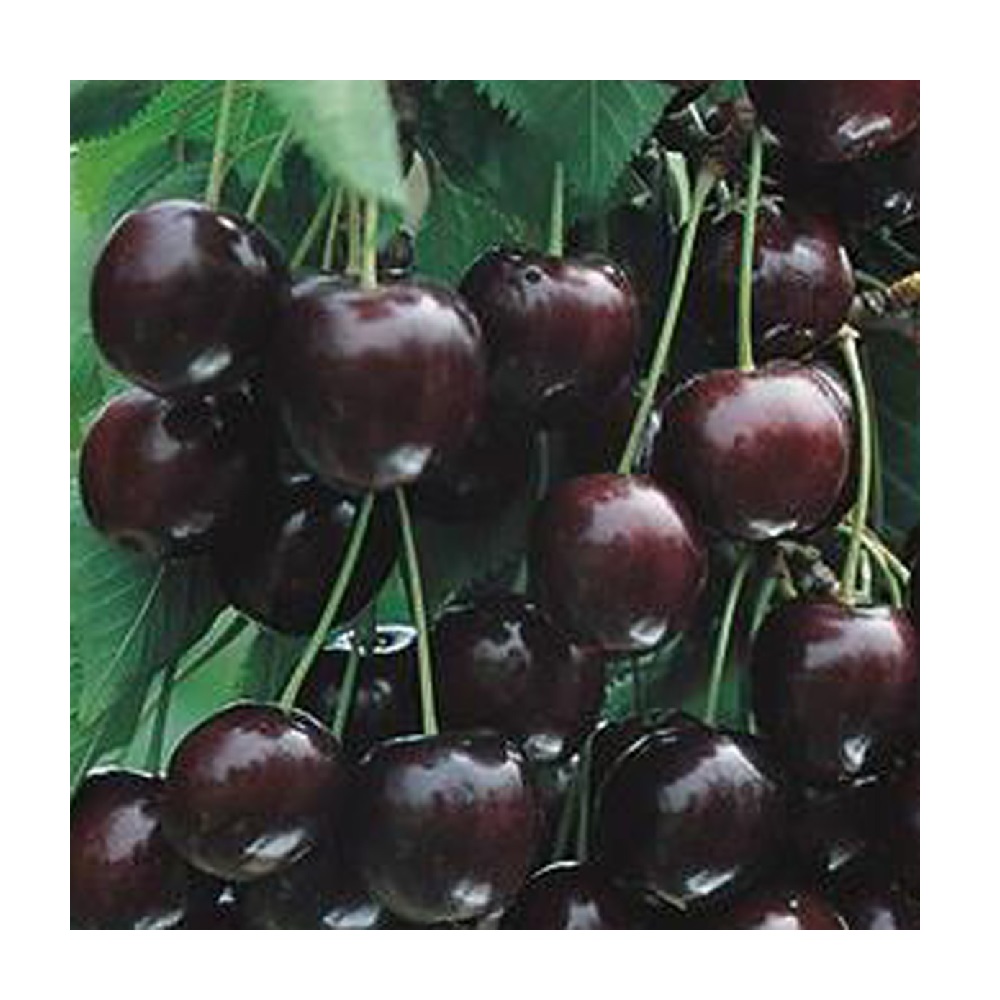 Вишня Шоколадница (подвой Измайловский)в сетке 1шт