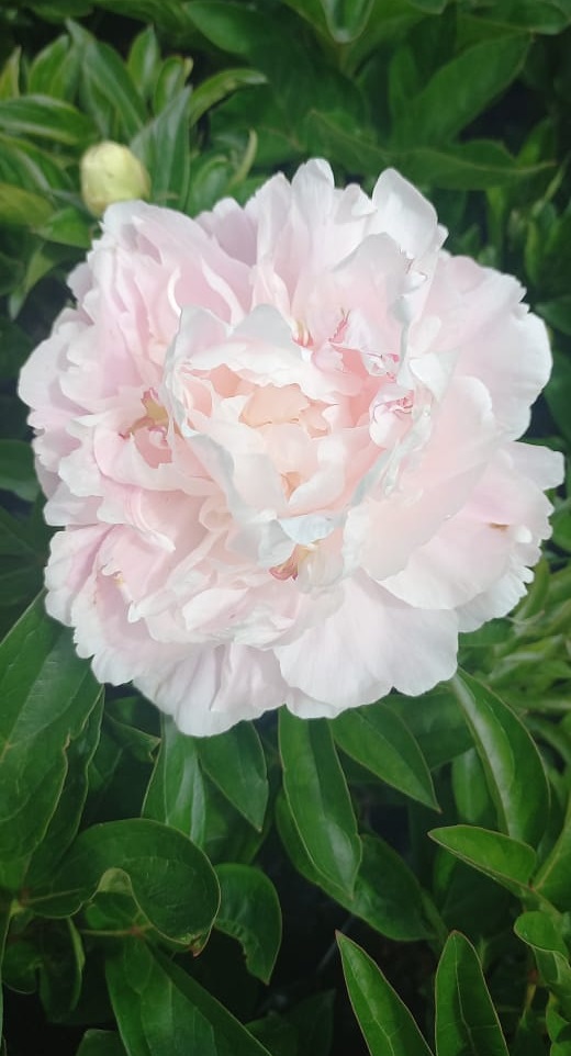 Пион молочноцветковый Корин Версан 1шт 2/3 /Paeonia Corinne Wersan