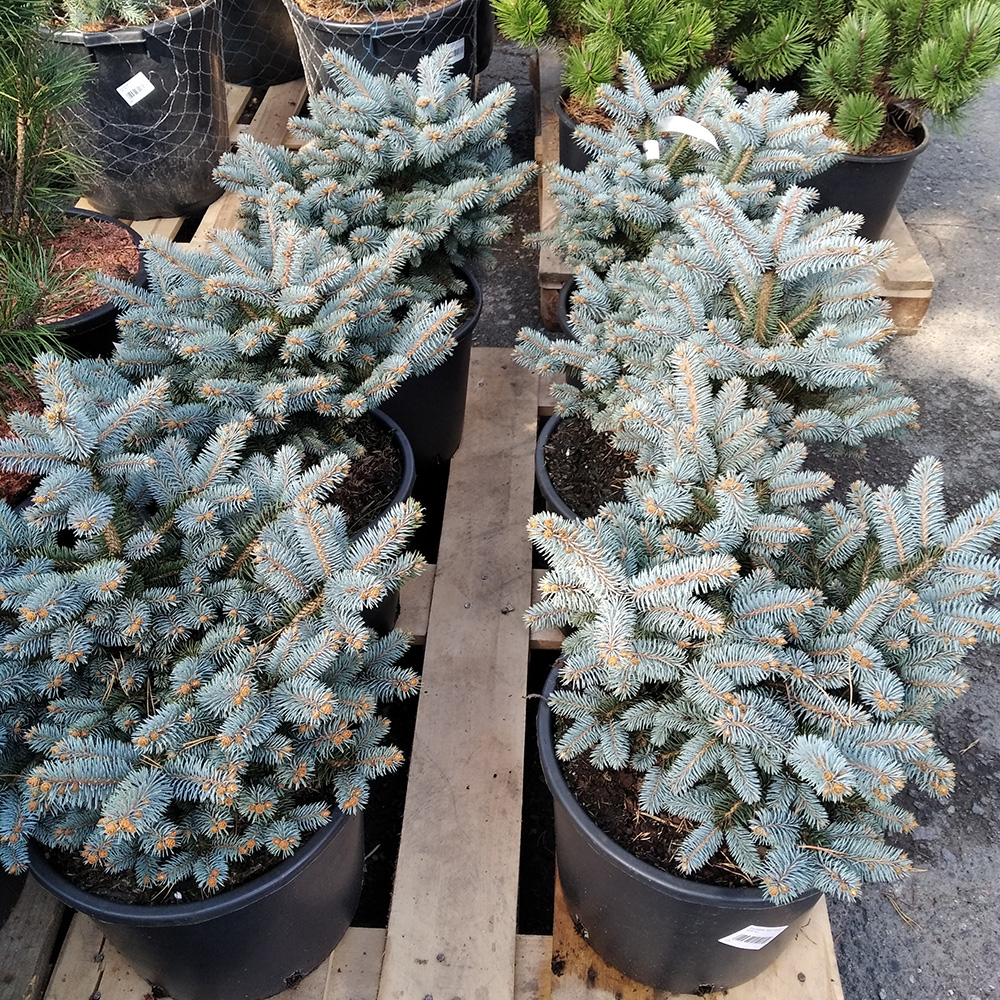 Ель колючая Глаука Глобоса в горшке 15л (высота 40-50см) 1шт/ Picea pungens Gauca Globosa