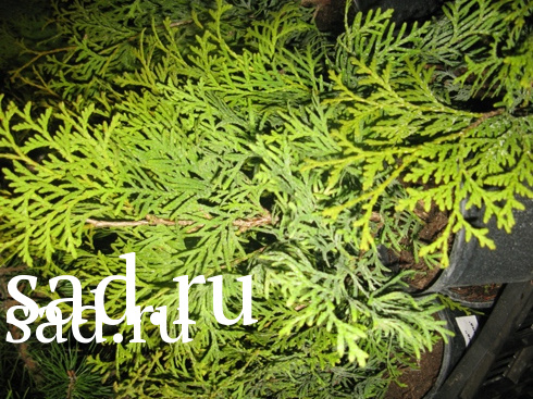 Туя западная Мистер Боулинг Болл С5 1шт /Thuja occidentalis Mr Bowling Ball