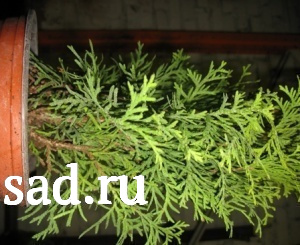 Туя западная Литтл Гиант С2-3 1шт /Thuja occidentalis Little Giant