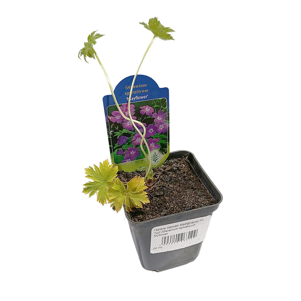 Герань лесная Майфлауэр Р9 1шт /Geranium sylvaticum Myflower