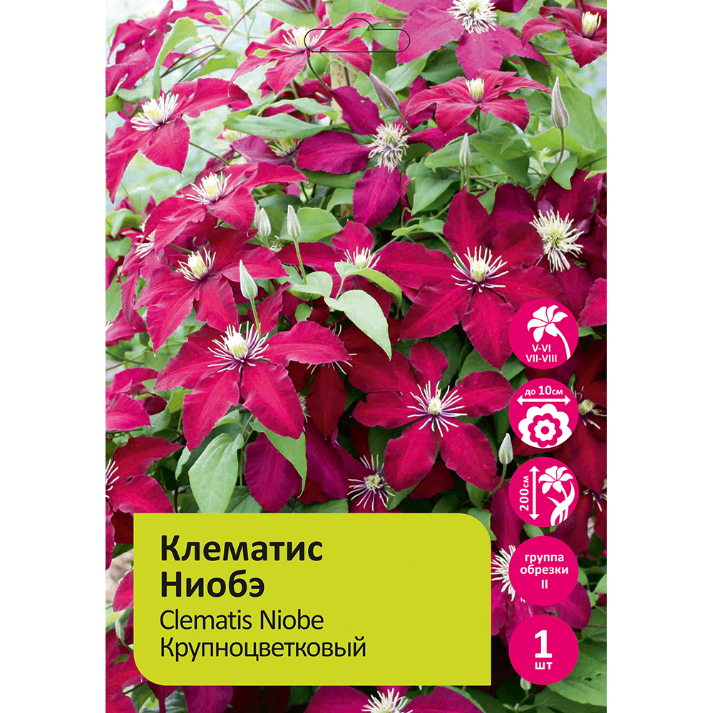 Клематис Ниобэ 1шт  гр.обрезки 2/Clematis Niobe