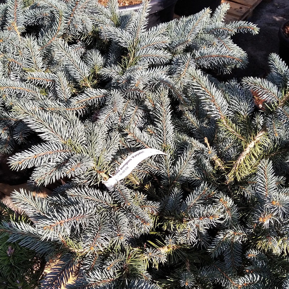 Ель колючая Карпатен С15 (высота 50-60см) 1шт/Picea pungens Karpaten