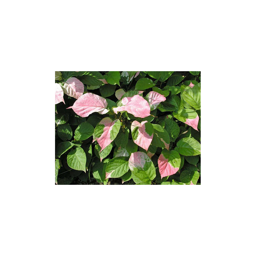 Актинидия коломикта Доктор Шимановский С2 1шт/Actinidia kolomikta Dr Szymanowski