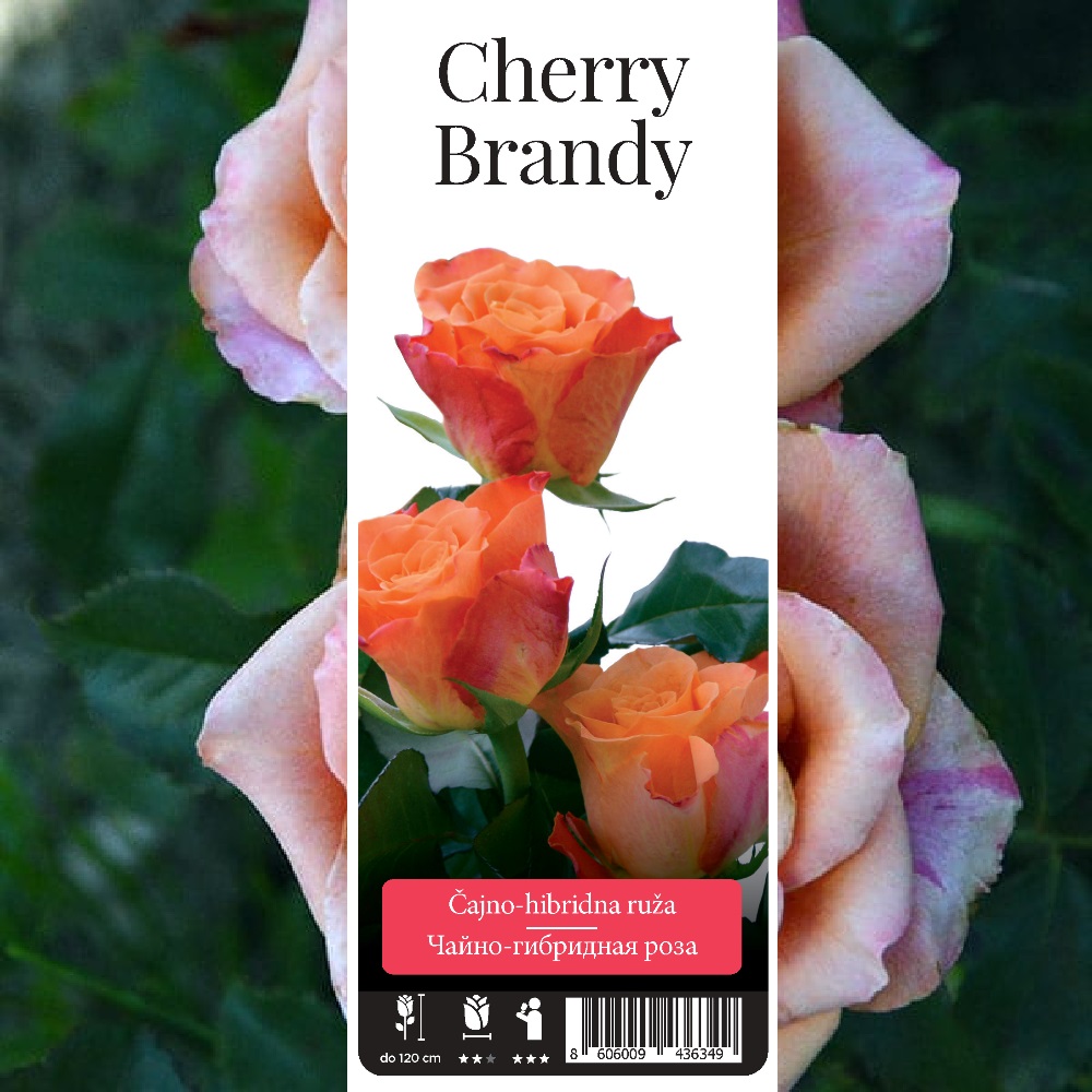 Роза Черри Бренди чайно-гибридная 1шт /Cherry Brandy  /20