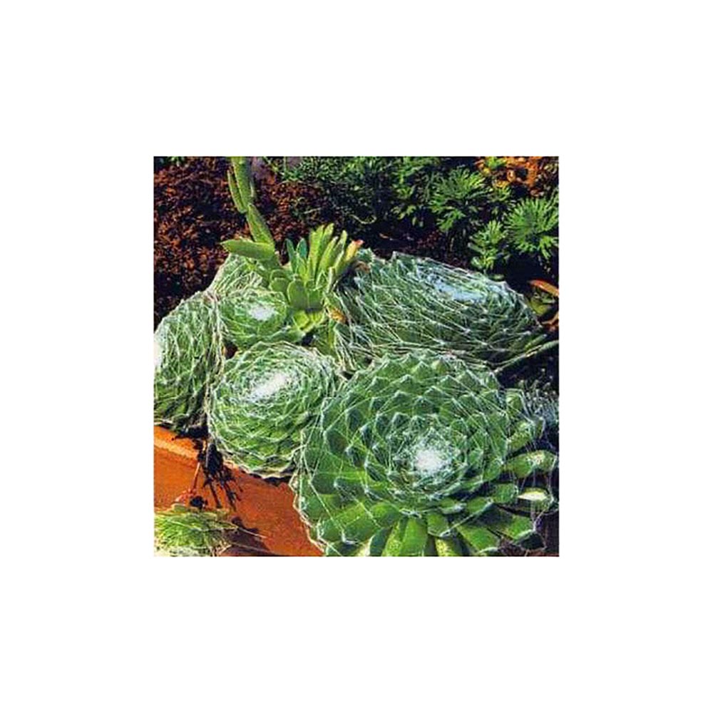 Молодило паутинистое Видовая норма Р9 1шт/Sempervivum arachnoideum