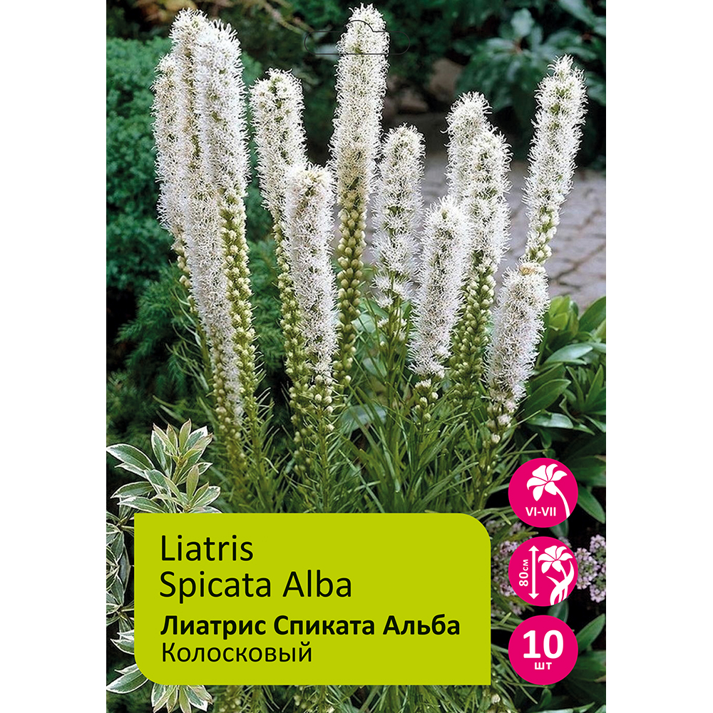 Лиатрис Спиката Алба колосковый 10шт 12/14 /Liatris Spicata Alba