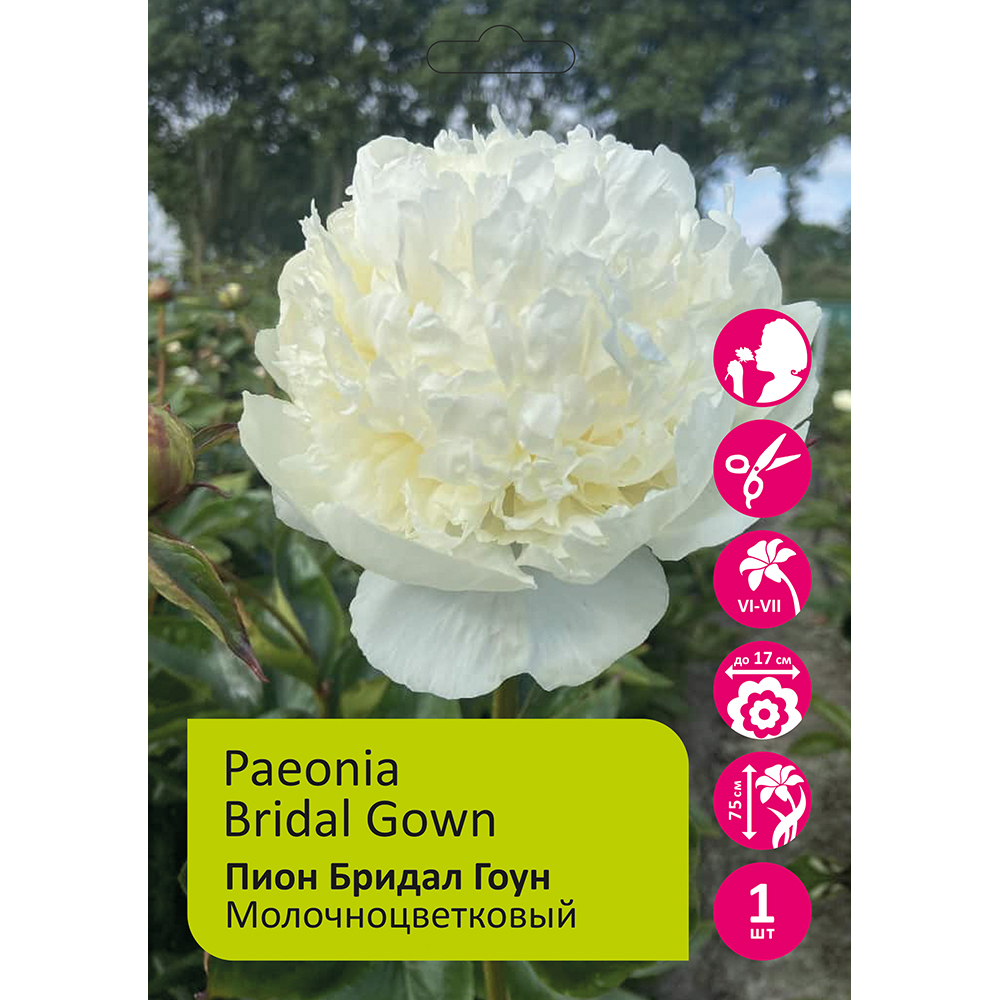Пион молочноцветковый Бридал Гоун 1шт 2/3 /Paeonia Bridal Gown