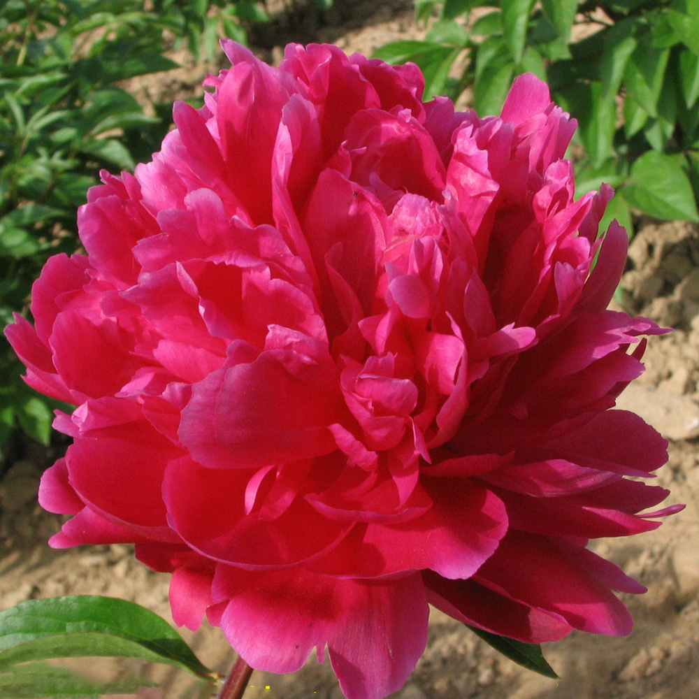 Пион молочноцветковый Сияющий пурпурный феникс 1шт/Paeonia Zi Feng Chao Yang (Цзы Фэн Чао Ян)