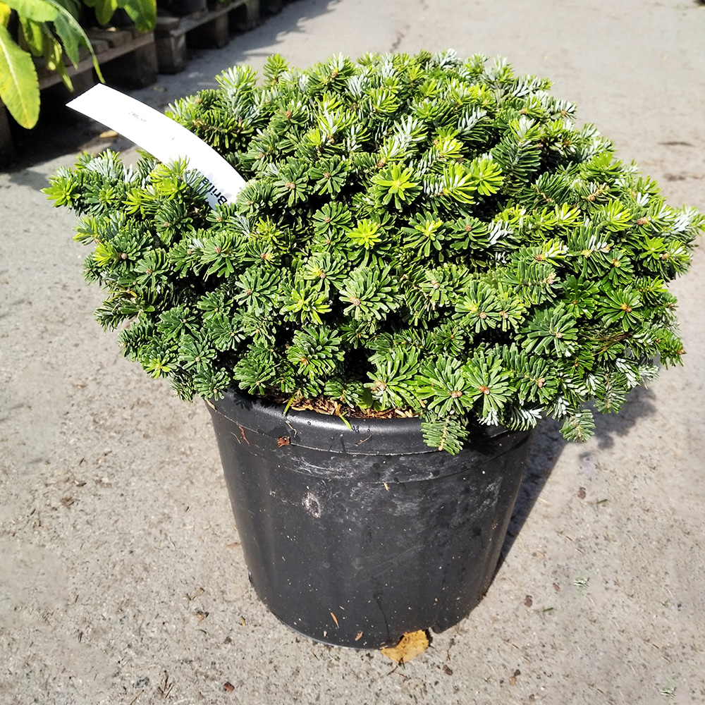 Пихта корейская Бриллиант С10 (высота 25-30см) 1шт/Abies koreana Brilliant