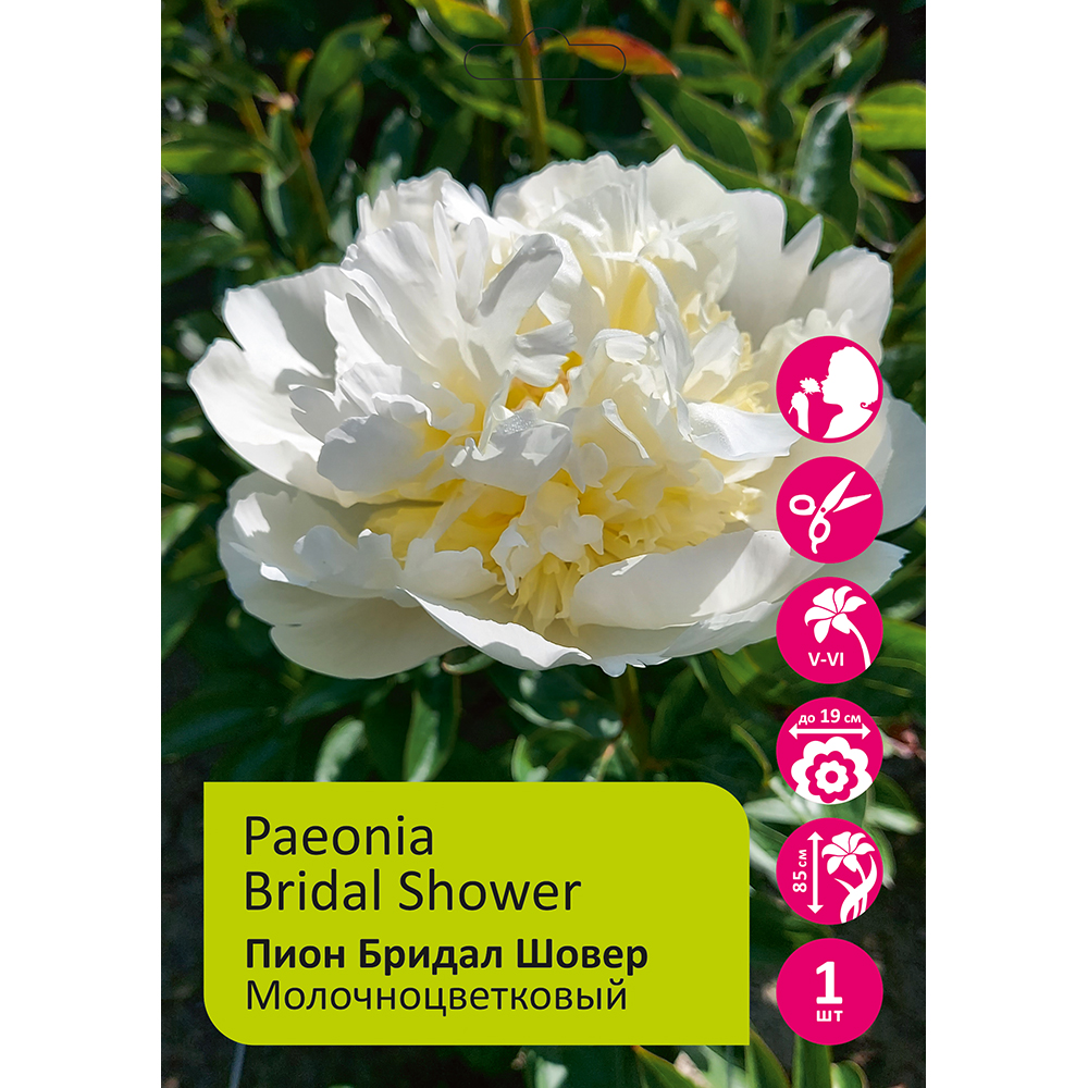 Пион молочноцветковый Бридал Шовер 1шт/Paeonia Bridal Shower