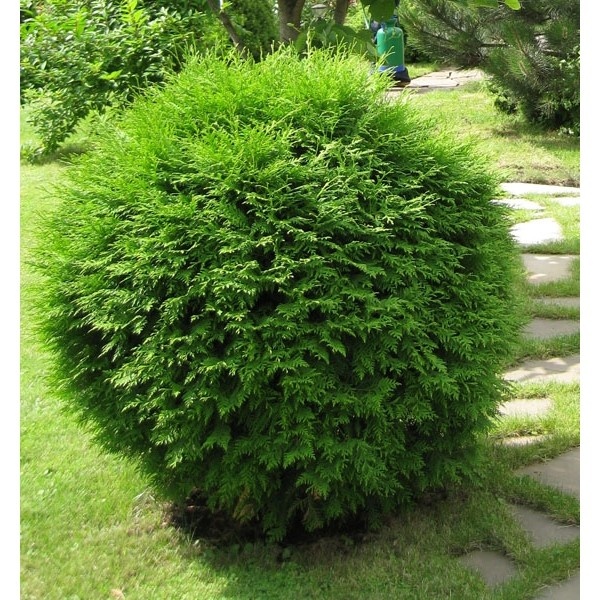 Туя западная Глобоза  С5 1шт / Thuja occidentalis Globosa