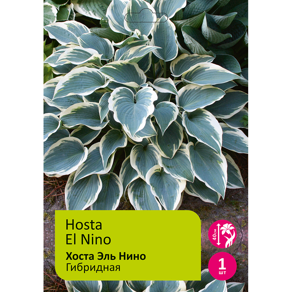 Хоста Эль Нино 1шт/Hosta El Nino