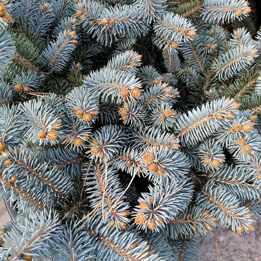 Ель колючая Глаука Глобоса в горшке 15л (высота 40-50см) 1шт/ Picea pungens Gauca Globosa