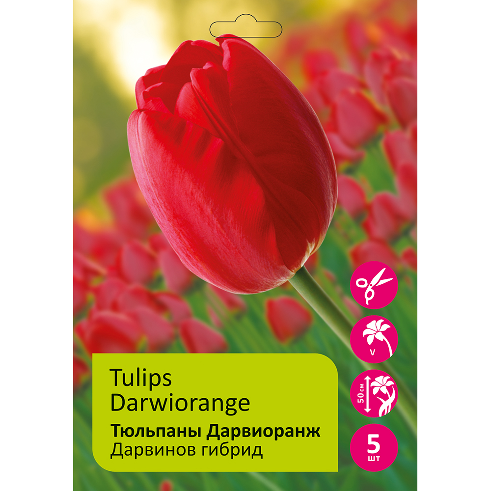Тюльпаны Дарвиоранж 5шт Дарвинов гибрид 12/+/Tulip Darwiorange