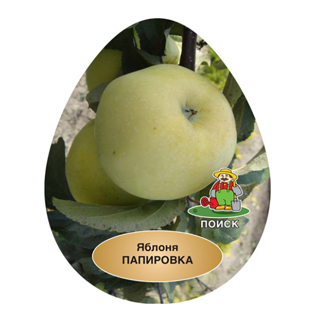 Яблоня Папировка (подвой 54-118, полукарликовый) (в сетке) 1шт