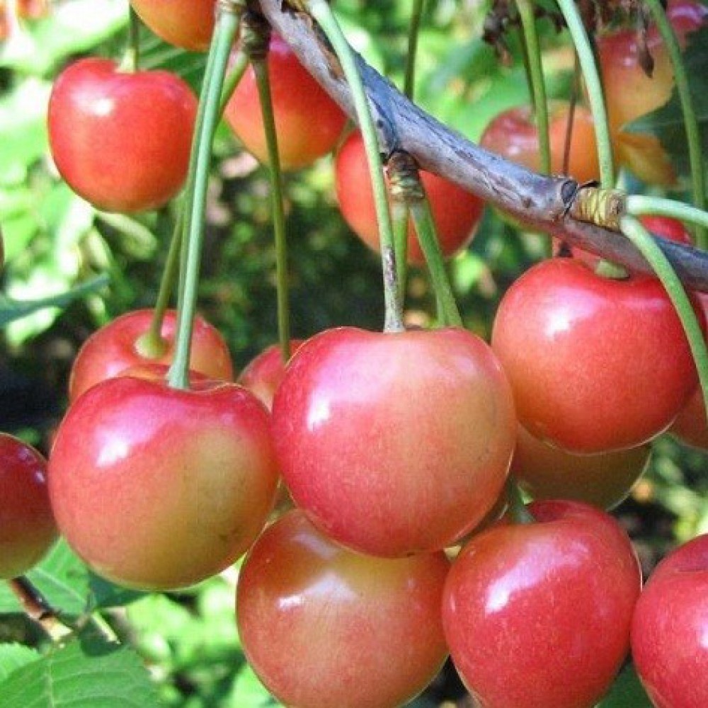 Черешня Юлия 1шт.