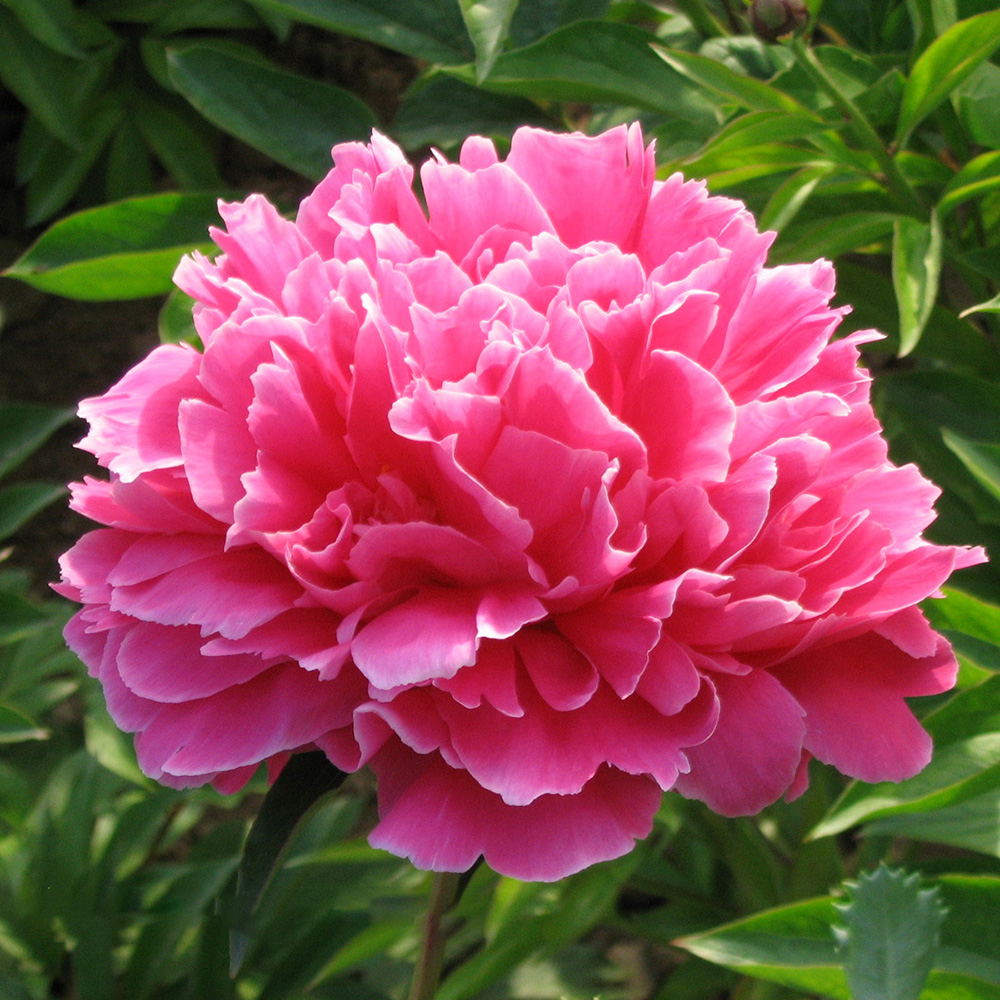 Пион молочноцветковый Утрений иней 1шт/Paeonia Hong Yan Fei Shuang (Хун Ян Фэй Шуан)