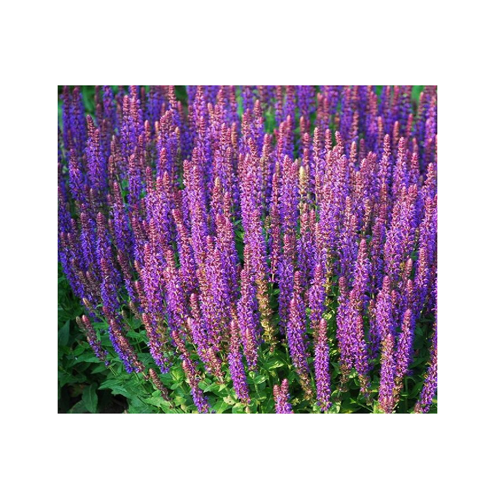 Шалфей дубравный Суперба P9 1шт /Salvia nemorosa Superba