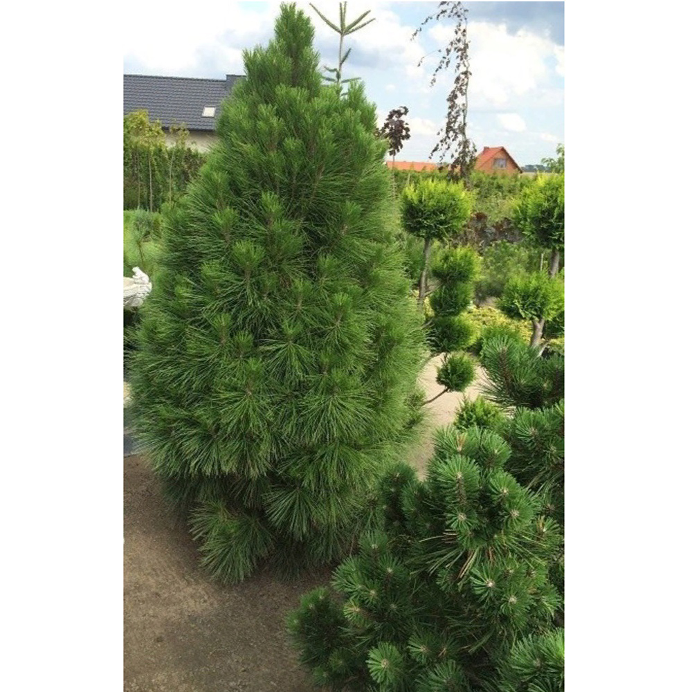 Сосна черная Пирамидалис С5 1шт /Pinus nigra Pyramidalis