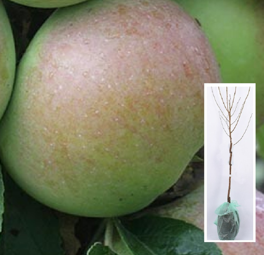 Яблоня колонновидная Вимиха/подвой М-9 карлик 1 шт