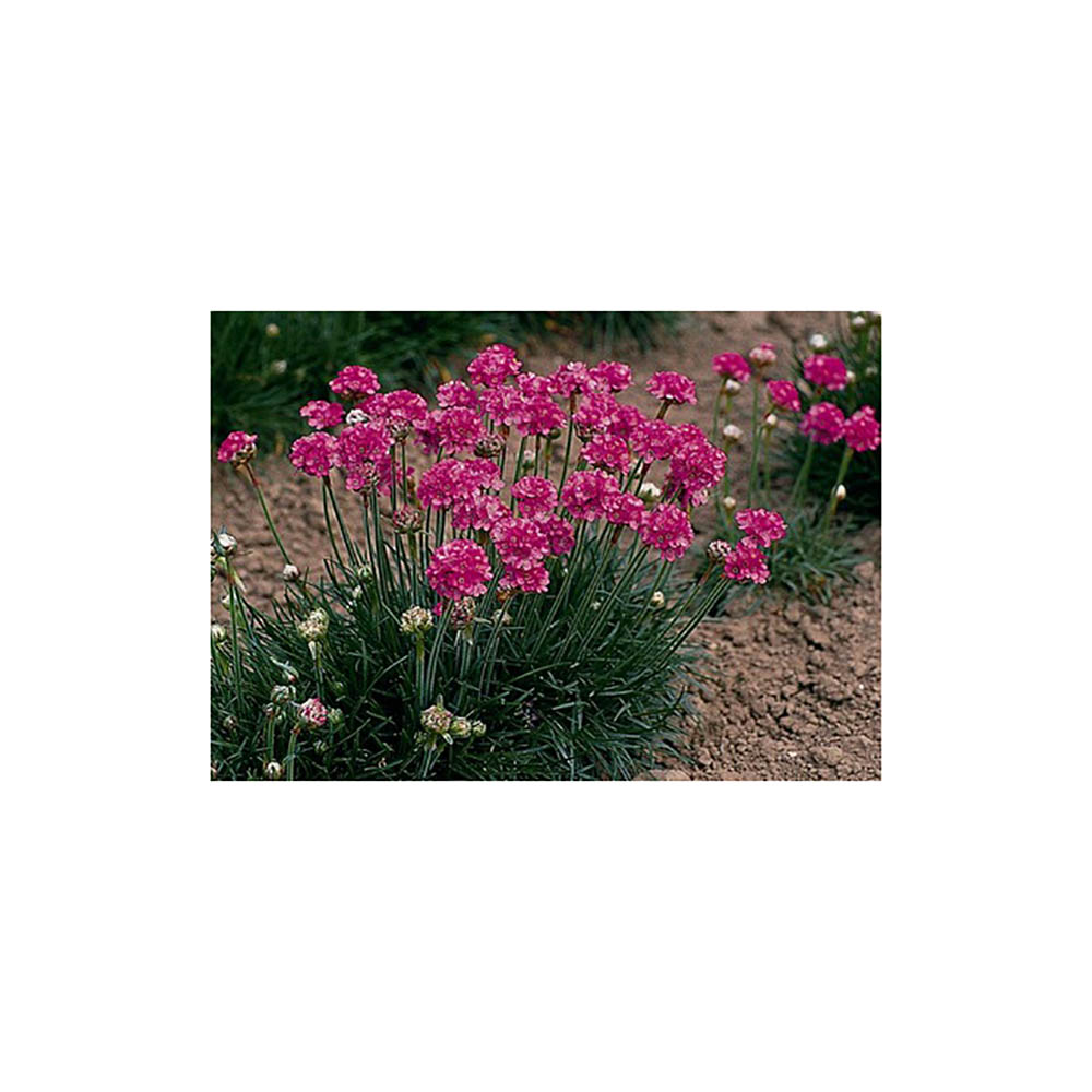 Армерия приморская Сплендес Перфекта Р9 1шт/Armeria martima Splendes Perfecta