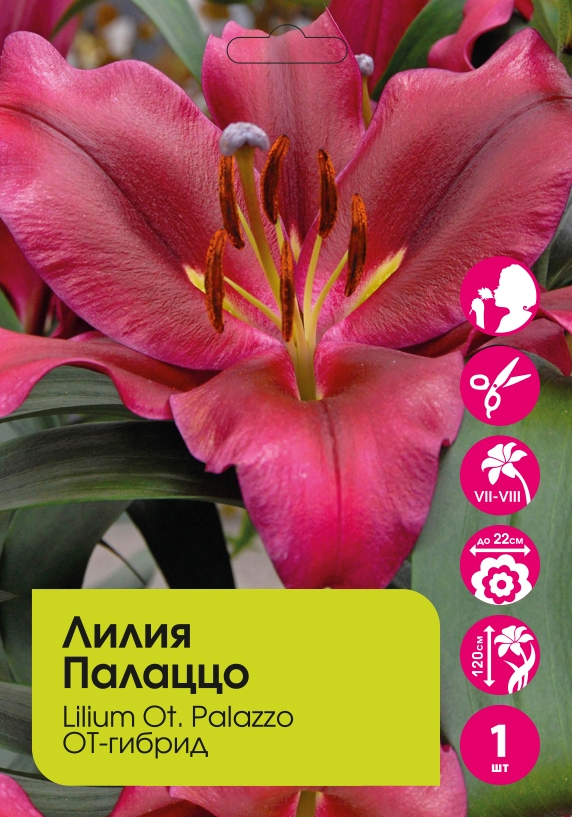 Лилия Палаццо/Палаззо 1шт 22/24 /Lilium Palazzo