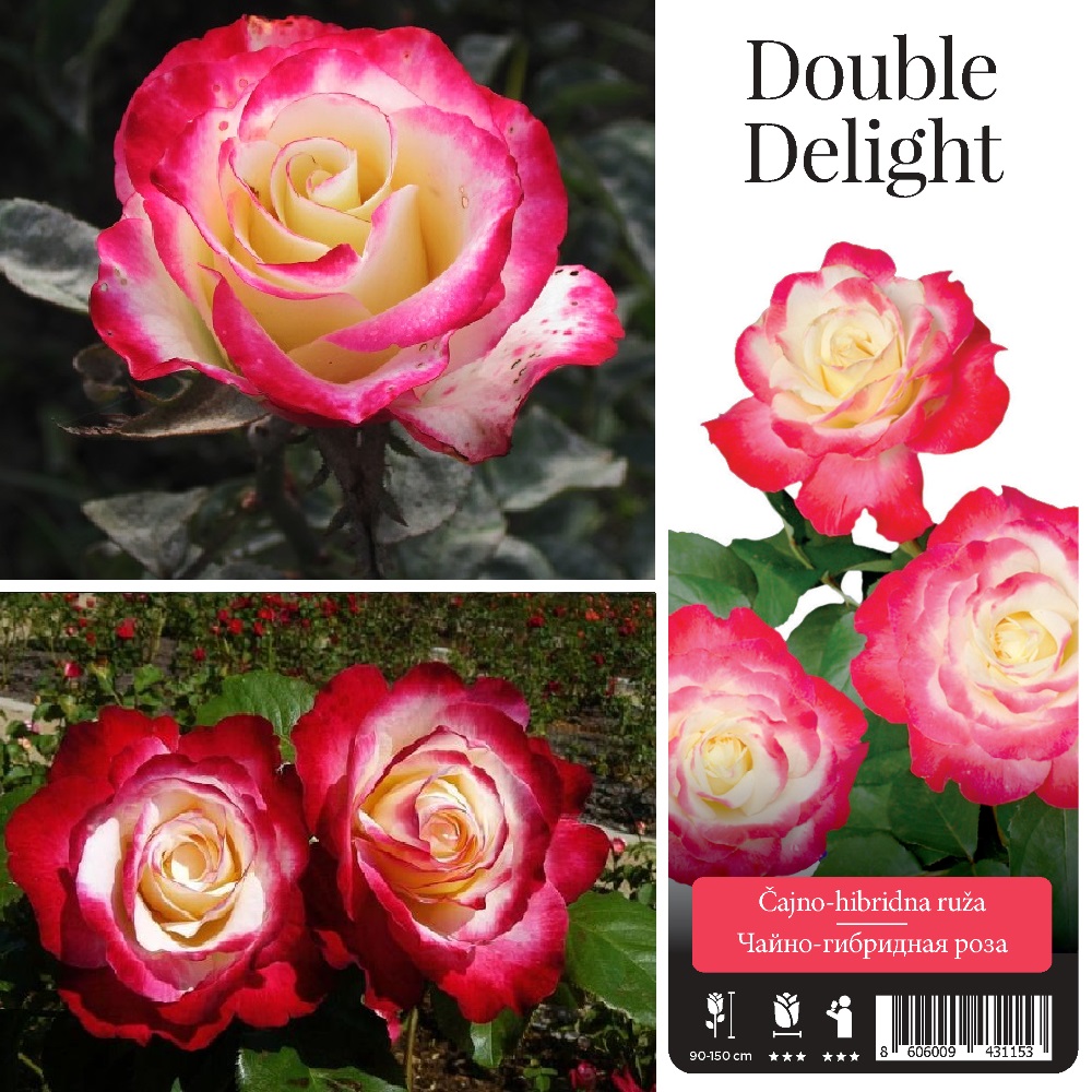 Роза Дабл Делайт чайно-гибридная 1шт/ Double Delight  /20