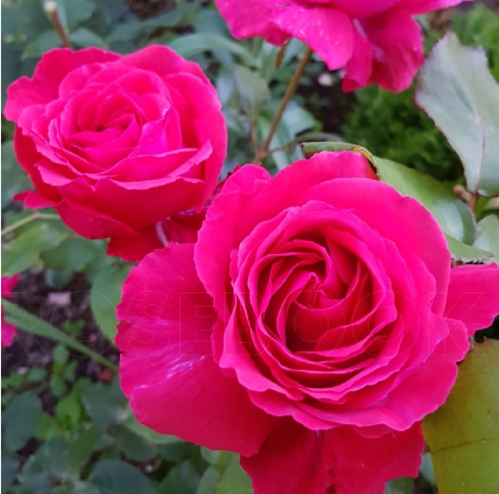 Роза Валерия флорибунда 1шт./Valeria /20