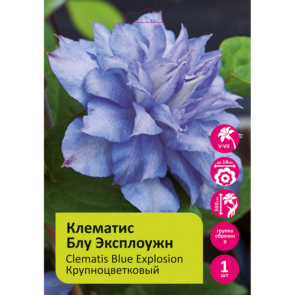 Клематис Блу Эксплоужн 1шт гр.обрезки 2 / Clematis Blue Explosion